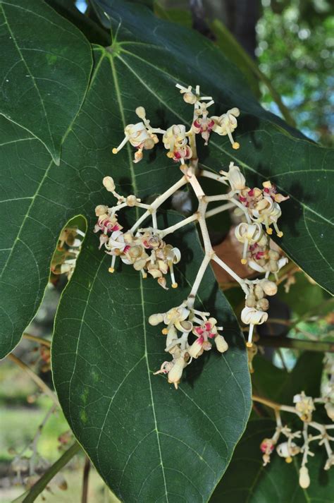 草梧桐|Sterculiaceae